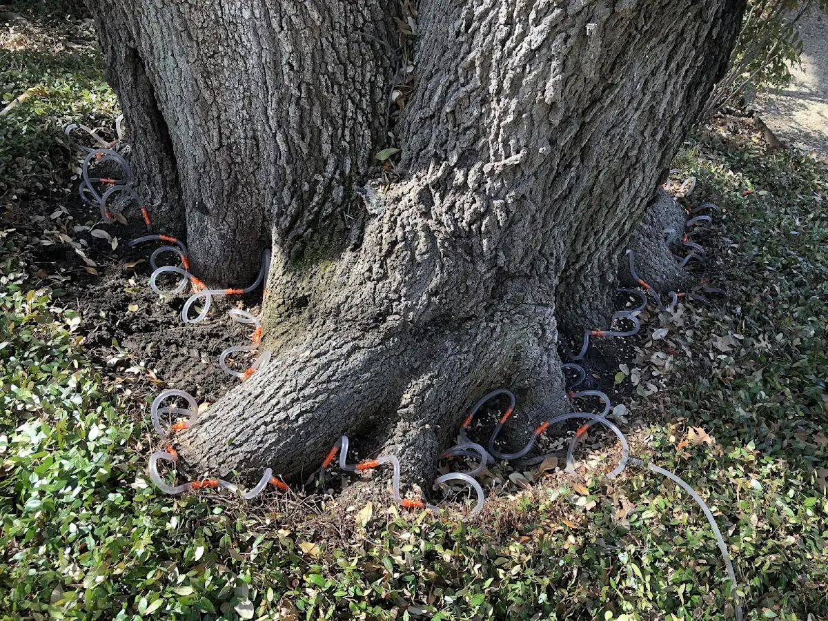 Detailed Tree Cabling and Bracing job site in Henry