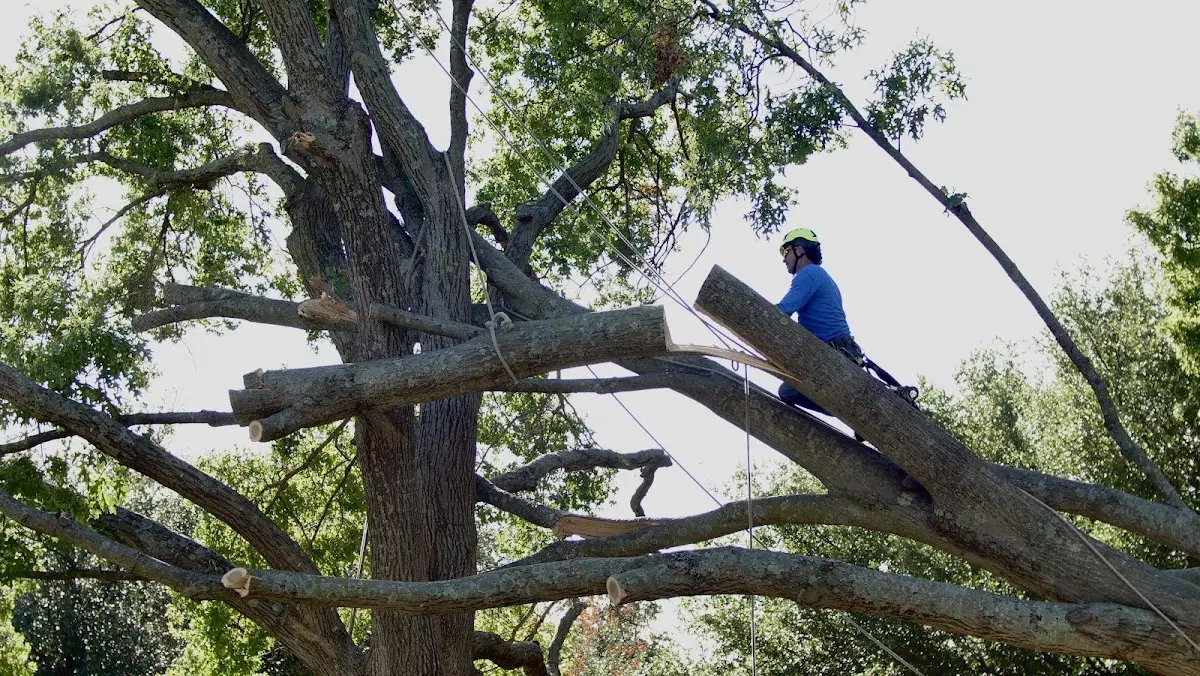 Professional Hazardous Tree Removal performed by certified arborists in Henry