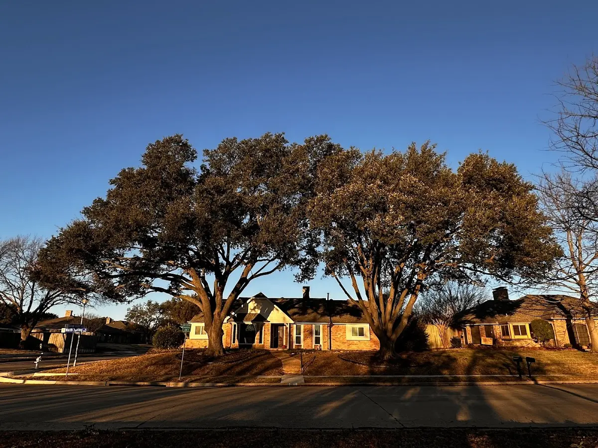 Established residential canopy tree shading a home in Henry
