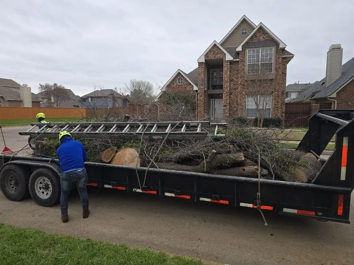 Expert Tree Pest Control with proper safety equipment in Henry